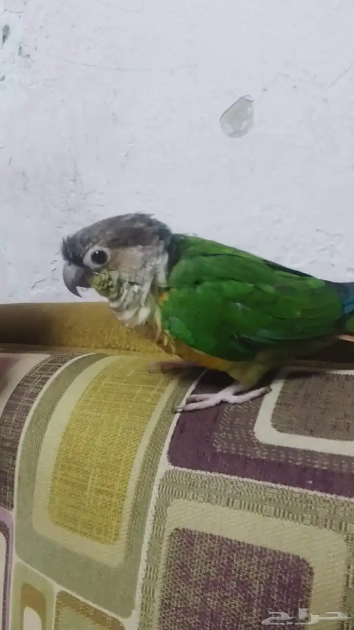 طير مفقود 0