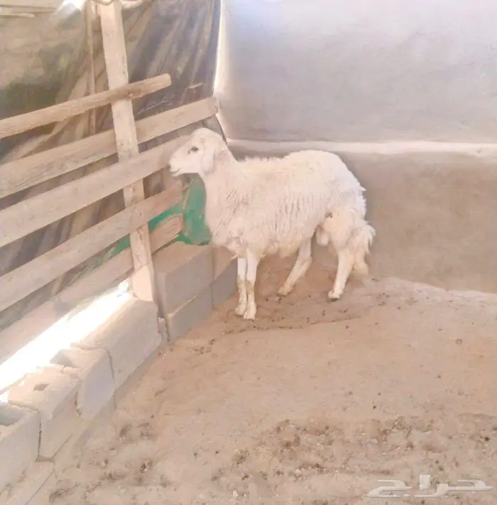 طلي حري للبيع 3