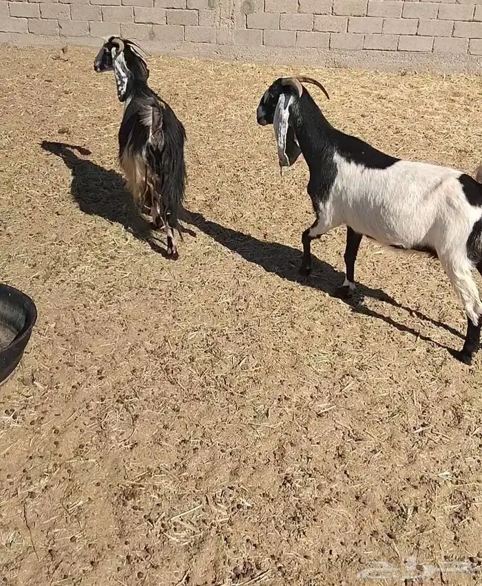 معزا مشاريك 12