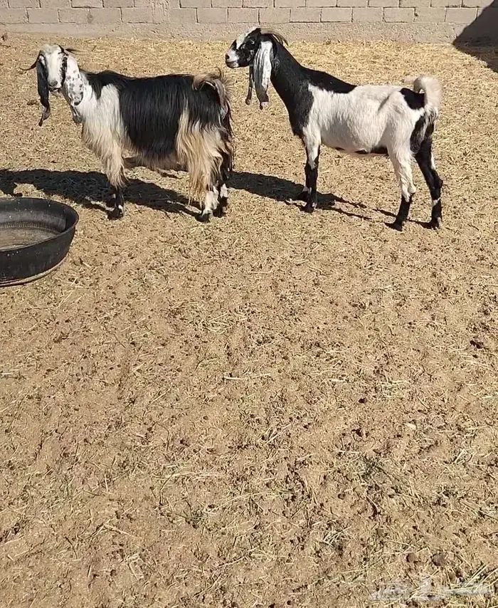 معزا مشاريك 14