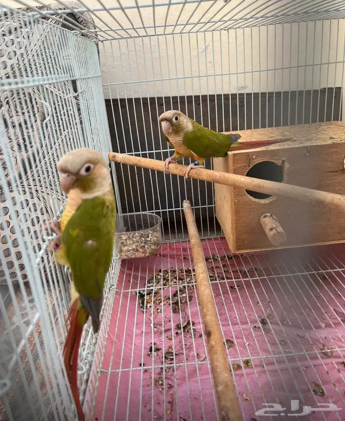 زوج كنيور أناناس ((. تم البيع )) 1