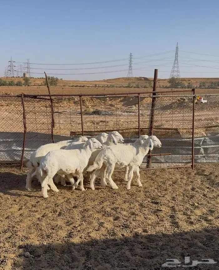 خرفان حري 0