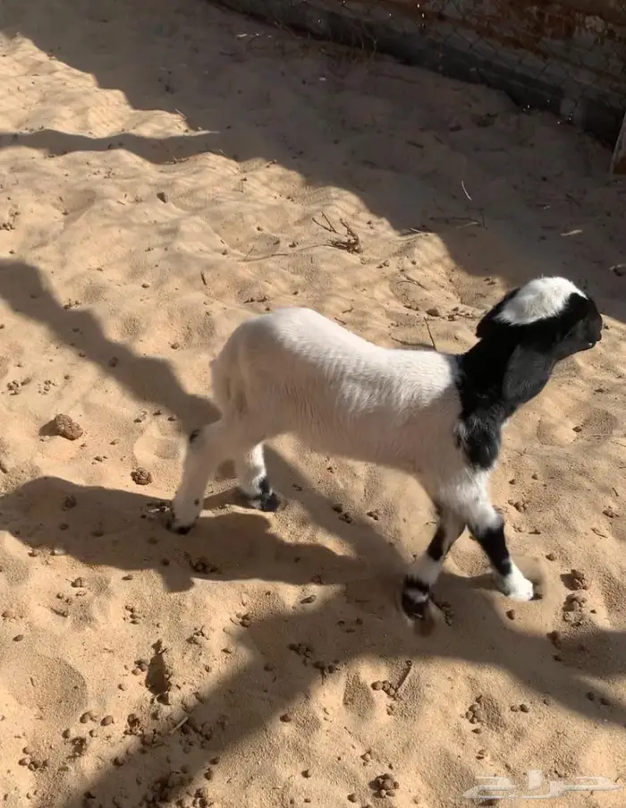 جذعه تحتها رخل 2