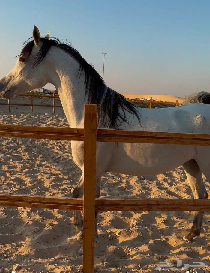 مهرة شعبية تنافس الواهو 1