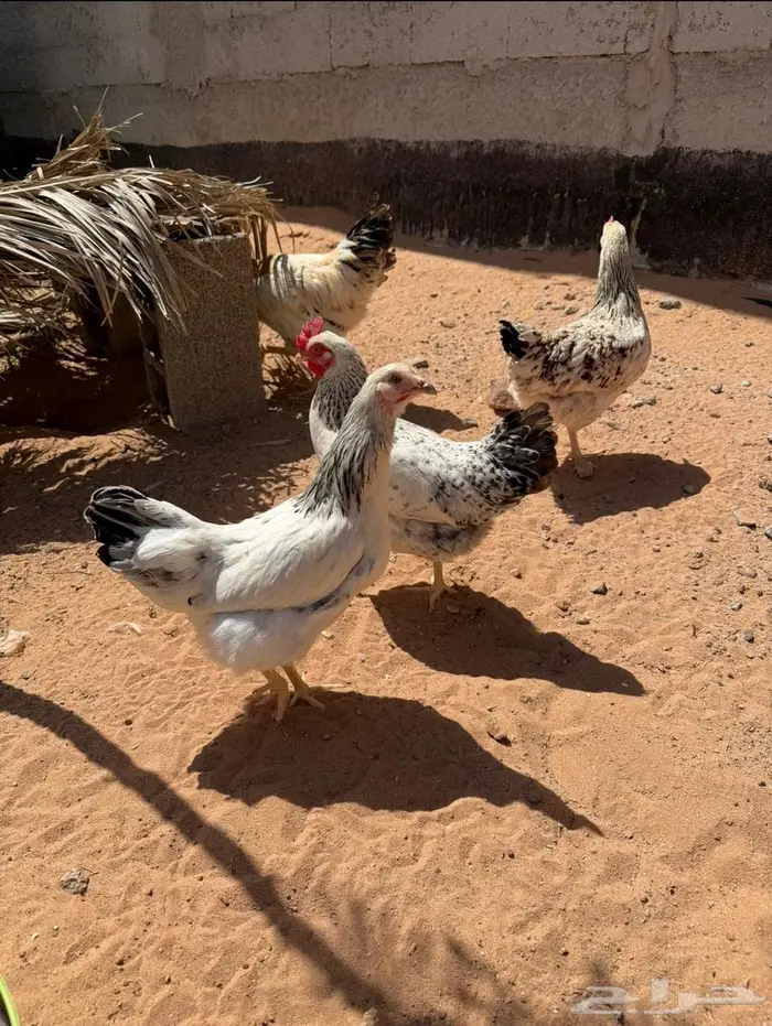 دجاج لوهمان للبيع 0