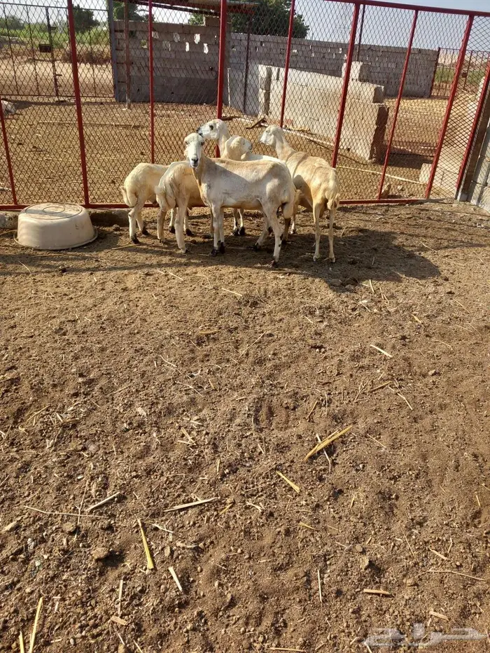 ثلاث ضان للبيع 0