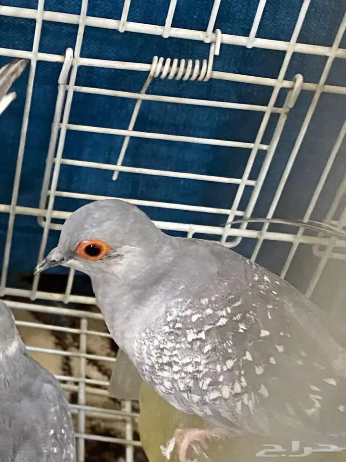 يمام الماسي الخرج 0