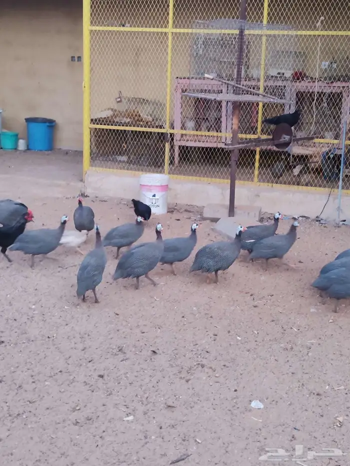 دجاج حبش 0