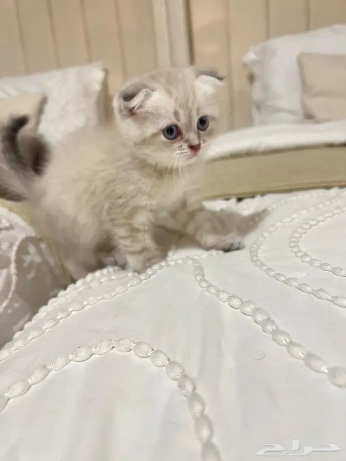 قطط سكوتش 2