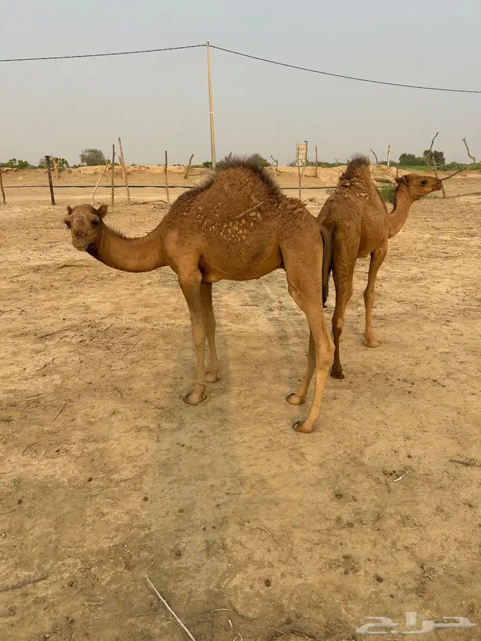 قعدان للبيع في حلي 4