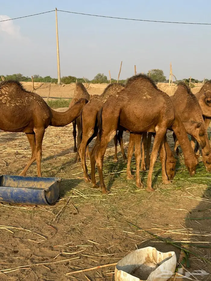 قعدان للبيع في حلي 3