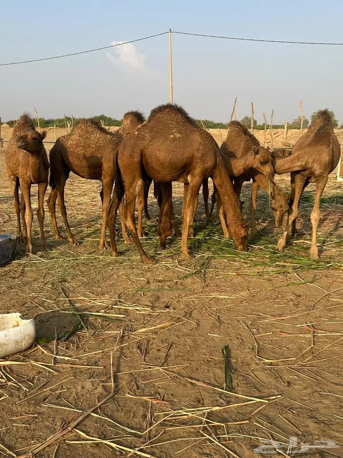 قعدان للبيع في حلي 2