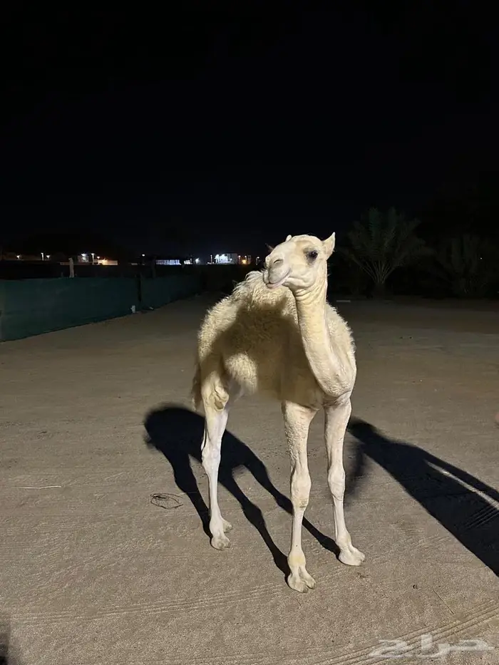 قعود للبيع لباني 1