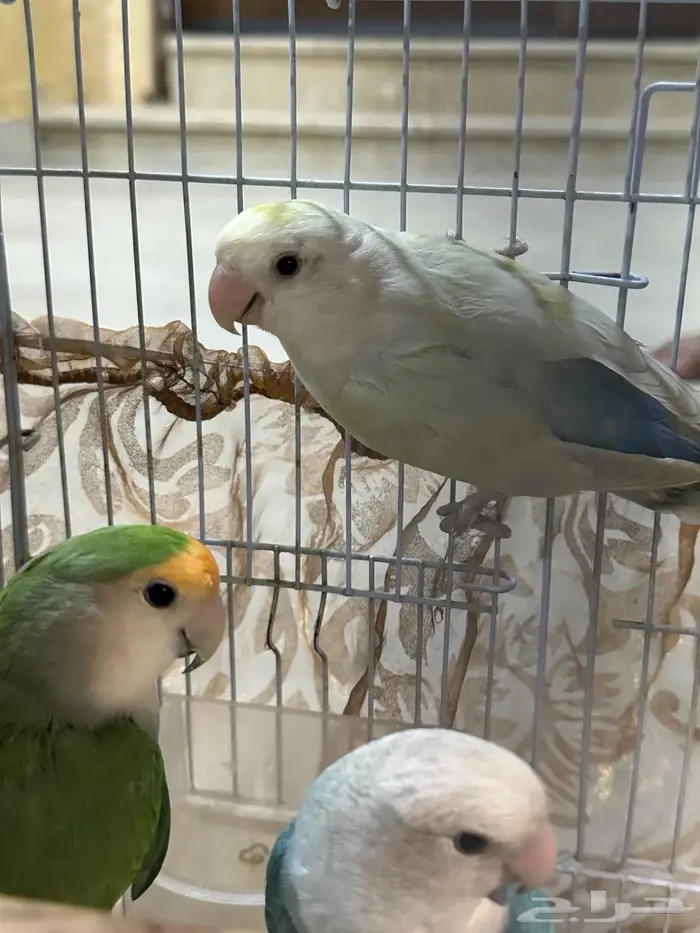 روز طيور زينة منتجة 1