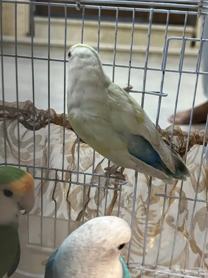 روز طيور زينة منتجة 0