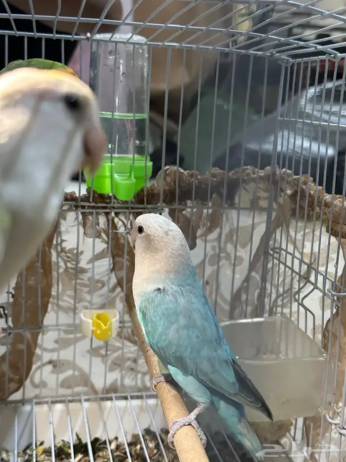 روز طيور زينة منتجة 2