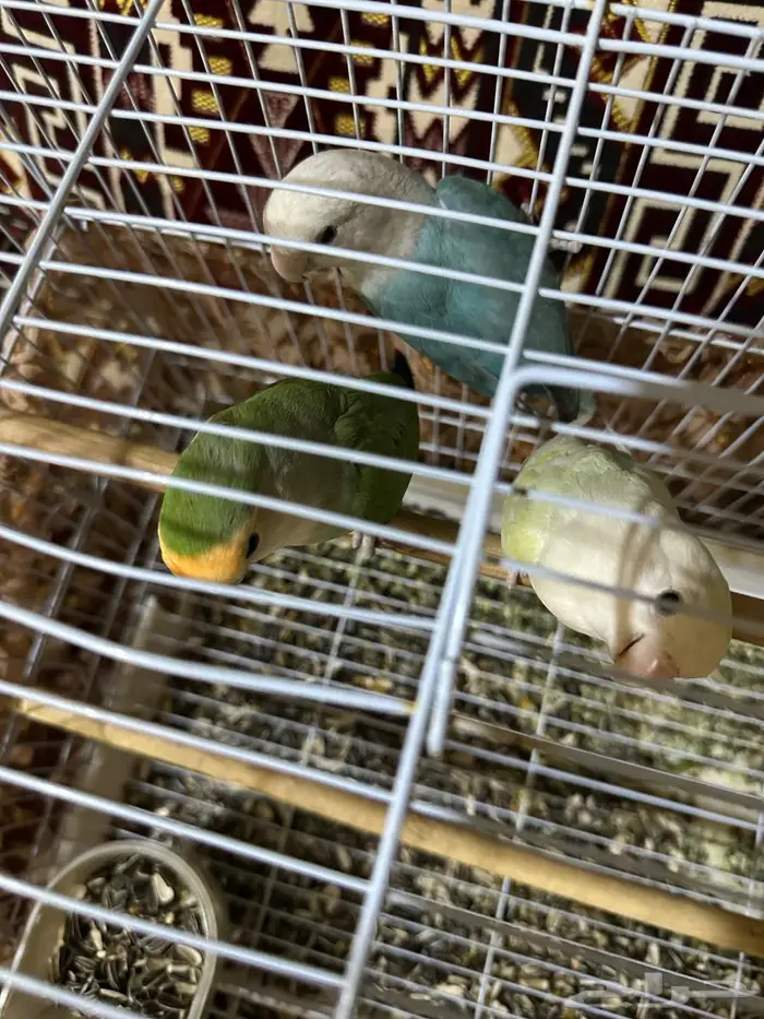 روز طيور زينة منتجة 5