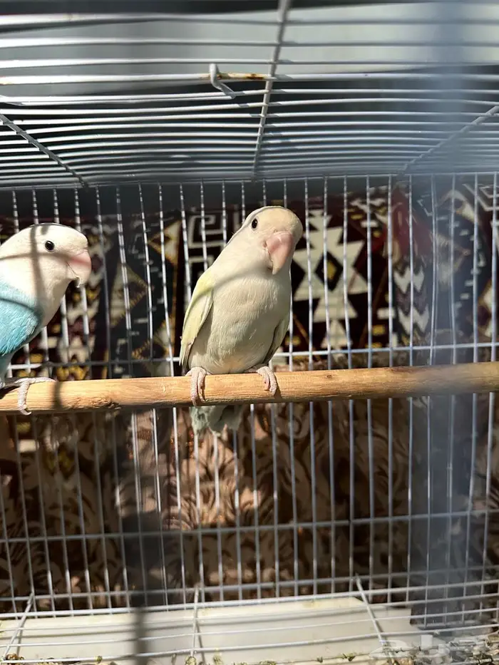 روز طيور زينة منتجة 6