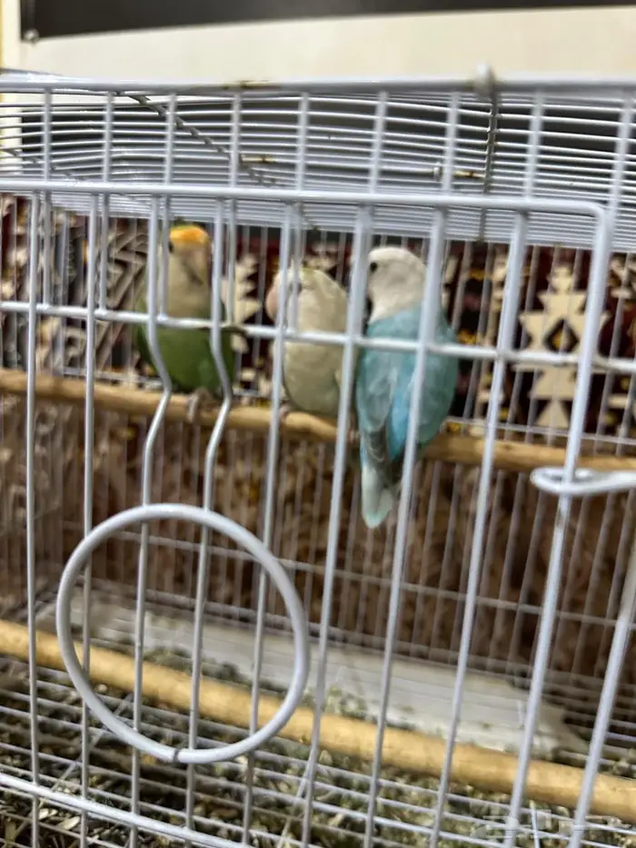 روز طيور زينة منتجة 8