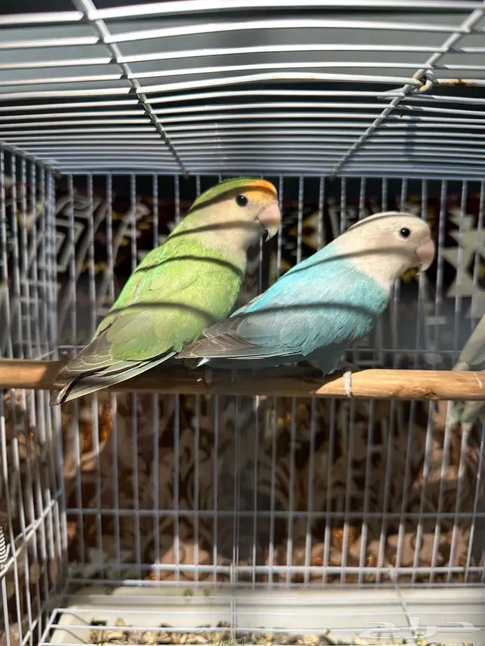 روز طيور زينة منتجة 9