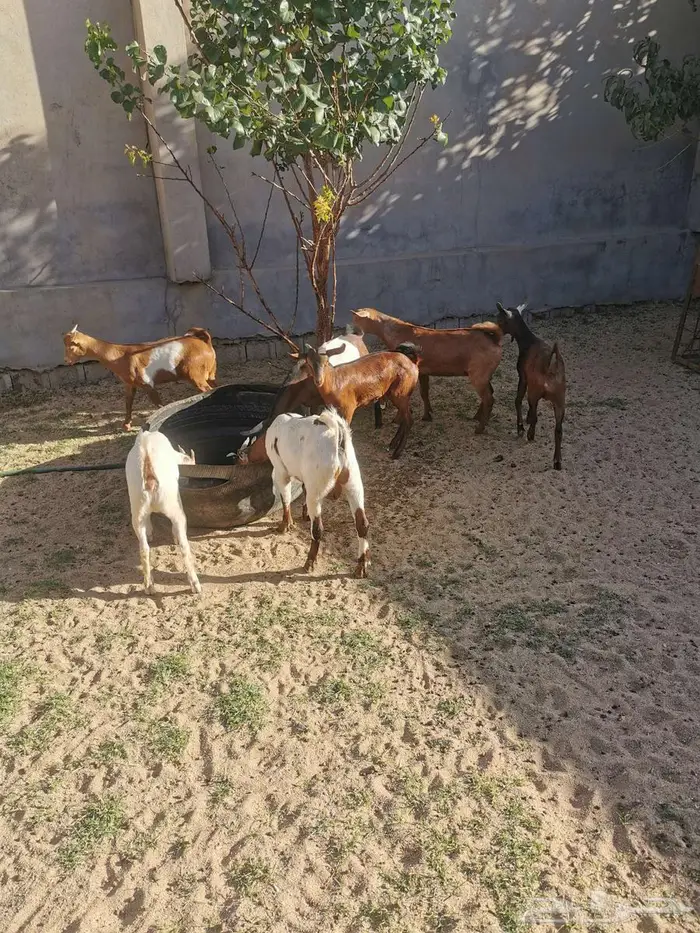 عرس تيوس وعنقان للبيع في الواديين 1
