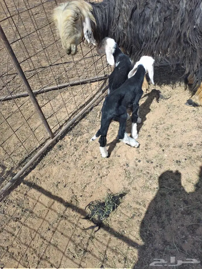 نعجه خلفه 1
