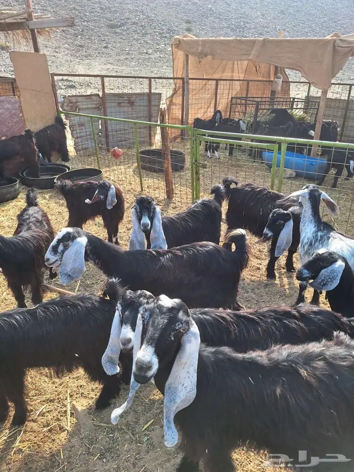 24جفار عوارض وحرية وبيشية 1