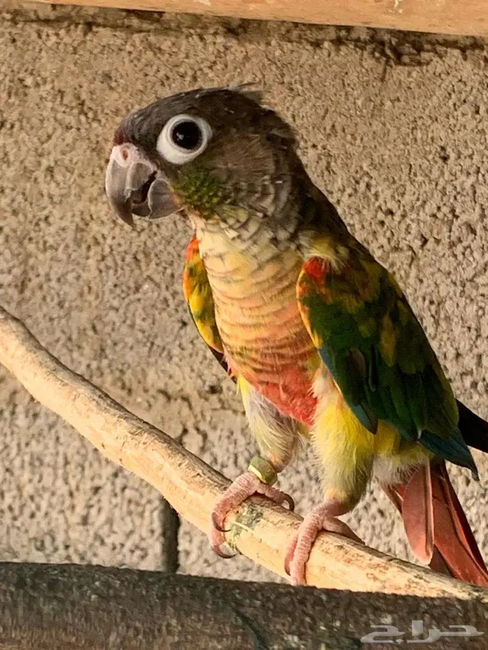 انثى كنيور 3