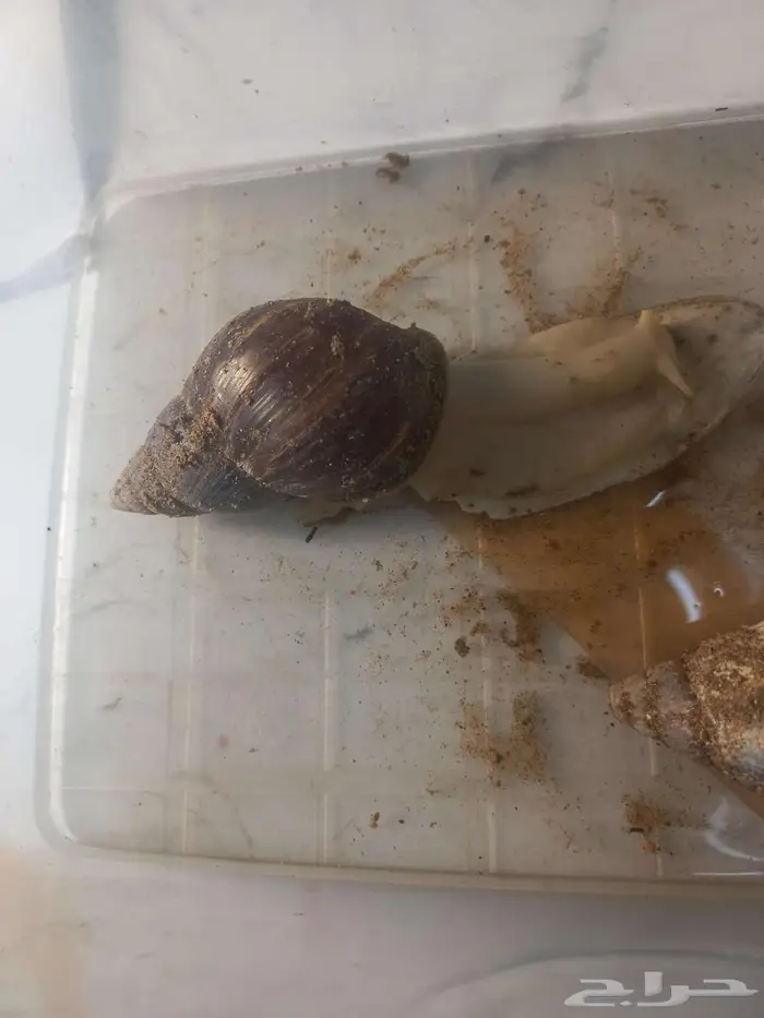 حلزون افريقي 0