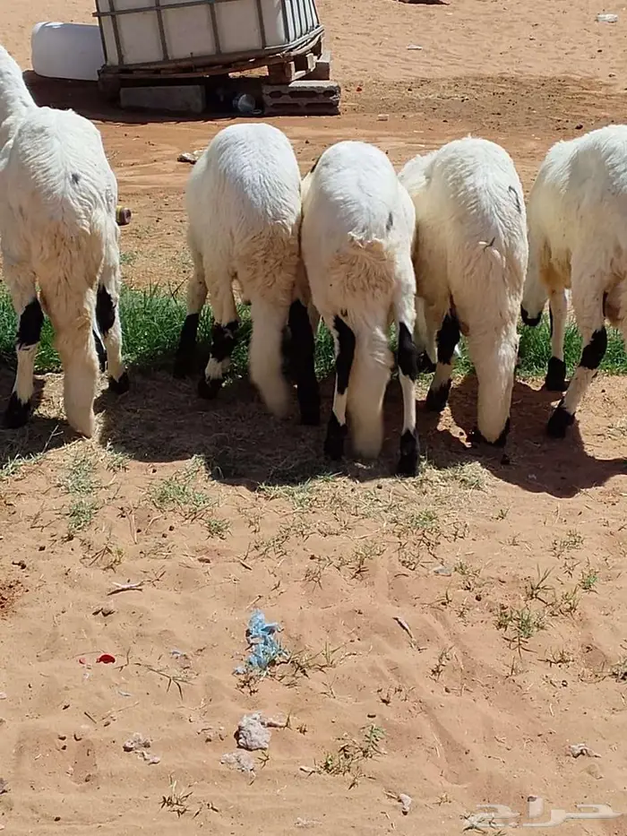جذعان سواكن طيبات مرباه 1