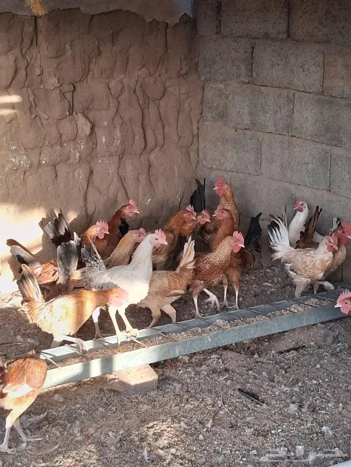 دجاج للبيع ذكور العدد تقريبا 45 1