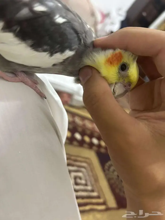 كوكتيل هدد لعوب 0