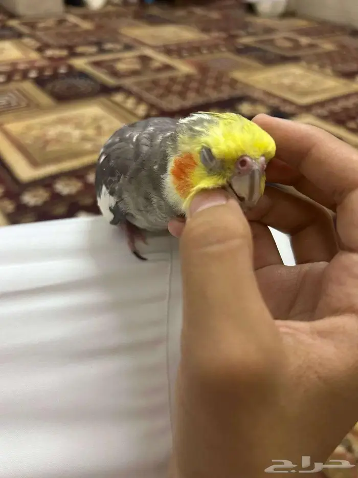 كوكتيل هدد لعوب 1