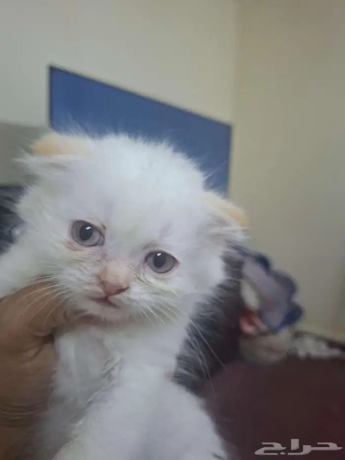 قطط للتبنى 8