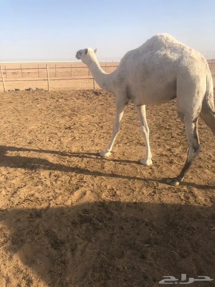 بكره حقه عليها وسم الطهيمي 2