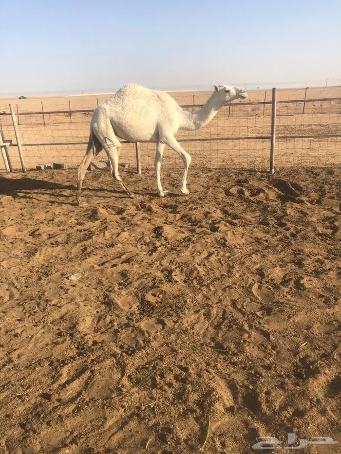بكره حقه عليها وسم الطهيمي 3