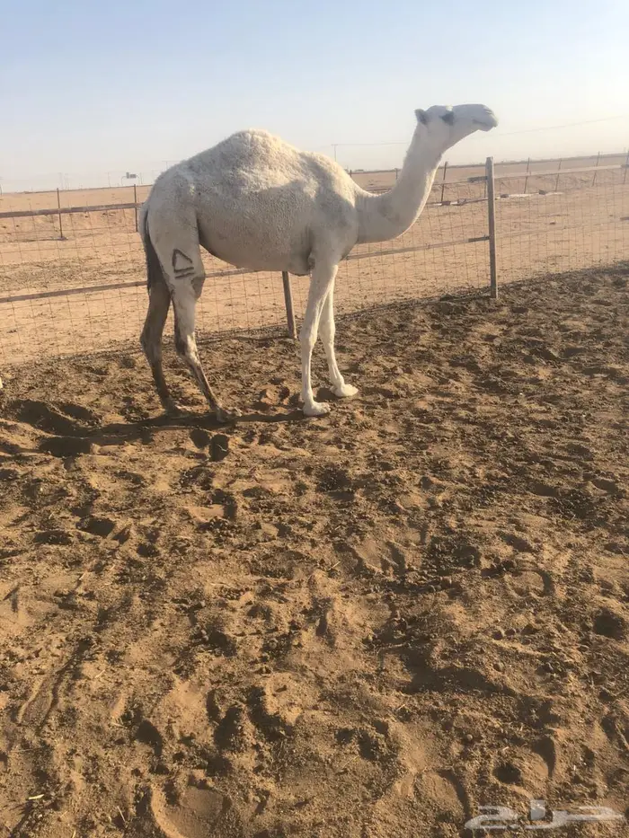 بكره حقه عليها وسم الطهيمي 0