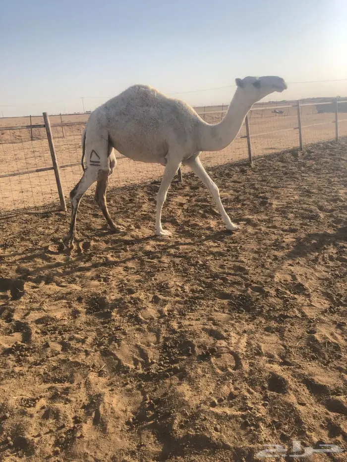 بكره حقه عليها وسم الطهيمي 4