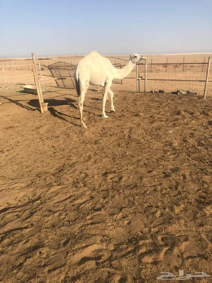 بكره حقه عليها وسم الطهيمي 1