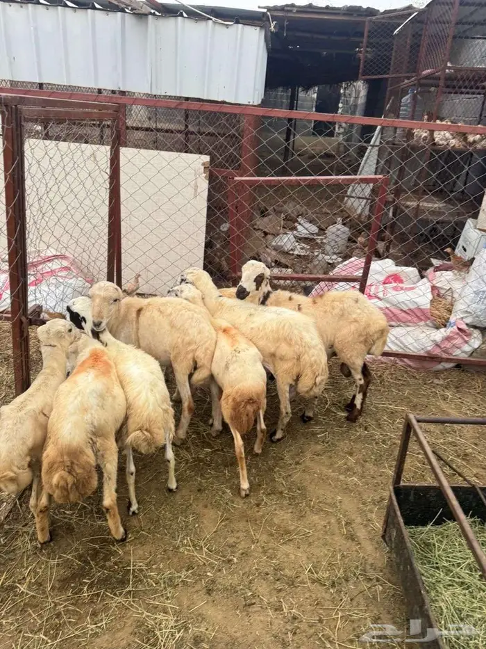 خرفان بلدي تربية 6