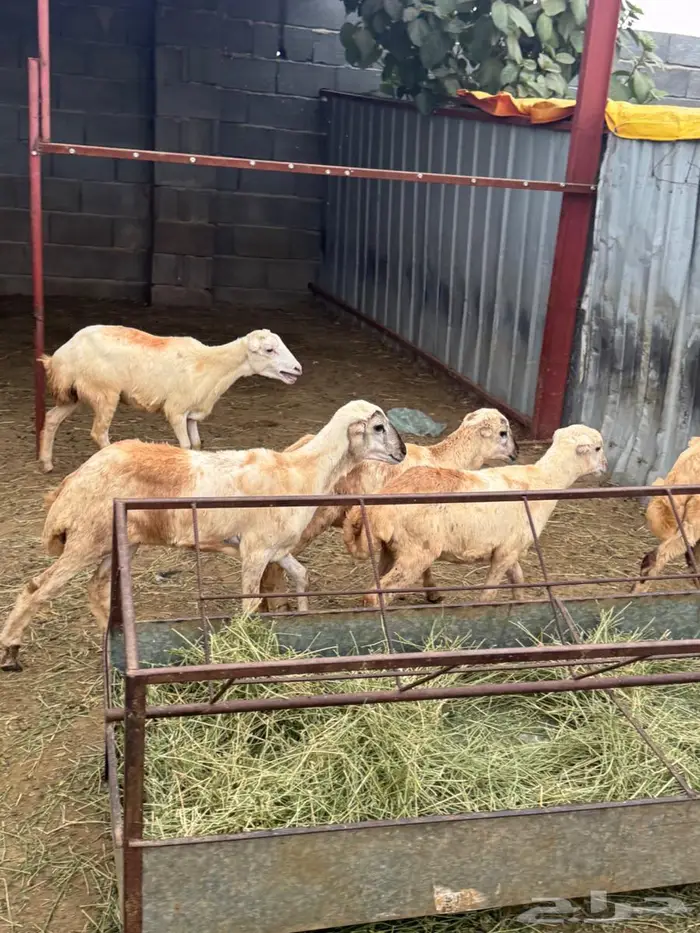 رخيل بلدي تربية 2