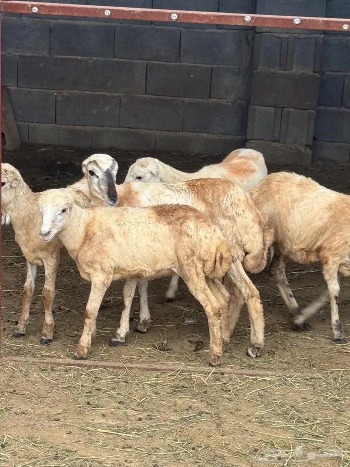 رخيل بلدي تربية 0