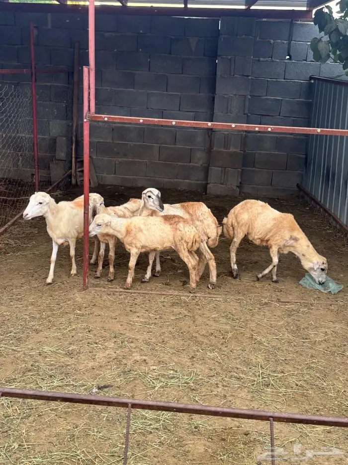 رخيل بلدي تربية 5