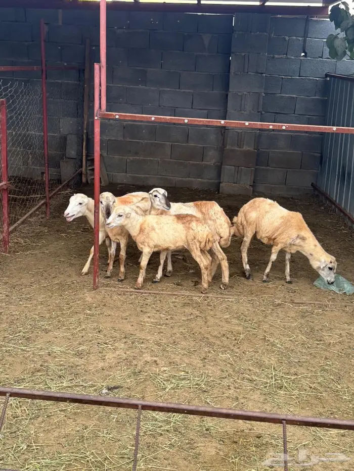 رخيل بلدي تربية 8
