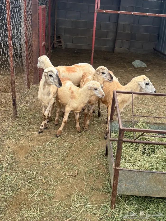 رخيل بلدي تربية 6