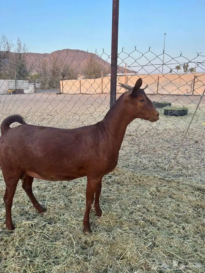 جذعة دهما محايلية تم البيع 0