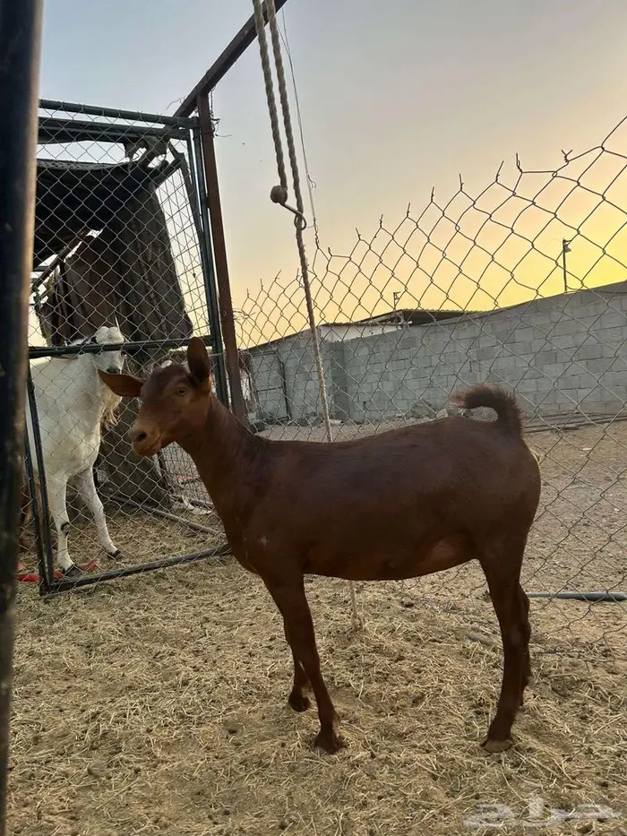 جذعة دهما محايلية تم البيع 4