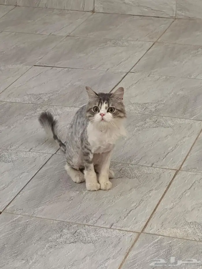 قط للتبني 2