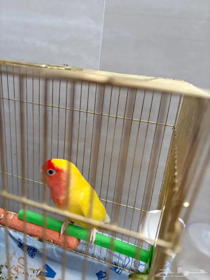انثى روز 2