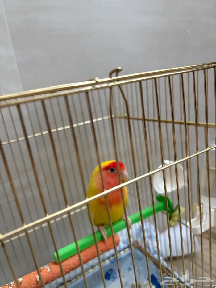 انثى روز 1